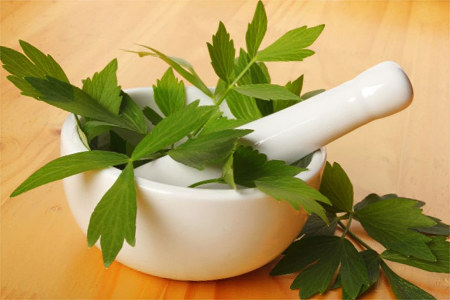 Вред и противопоказания любистока Вред и противопоказания любистока