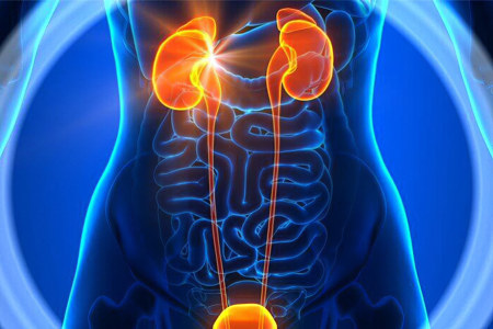 Заболевания мочевыделительной системы Заболевания мочевыделительной системы