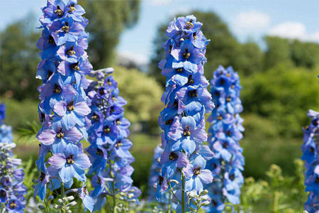 Живокость высокая Живокость высокая