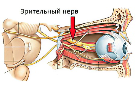 Анатомия глаза и зрительного нерва Анатомия глаза и зрительного нерва